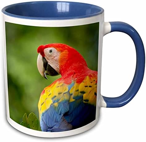 3Drose Scarlet Macaw Bird, prašuma, Costa Rica-SA22 RSP0031-rob Sheppard dva tona, 11 oz, plavo/bijelo