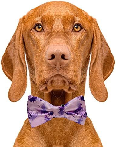 Cutie kravate Purple Sky Dog Bow Tie - 2 x 4 vrhunske kravate za pse - fantastična kravata za pse s klizanjem preko elastičnih bendova