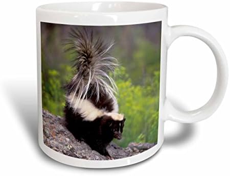 3Drose Sjeverna Amerika, SAD, Montana Skunk Wildlife-US27 TVE0005-TOM Vezo Ceramic Coph, 11 oz, bijela